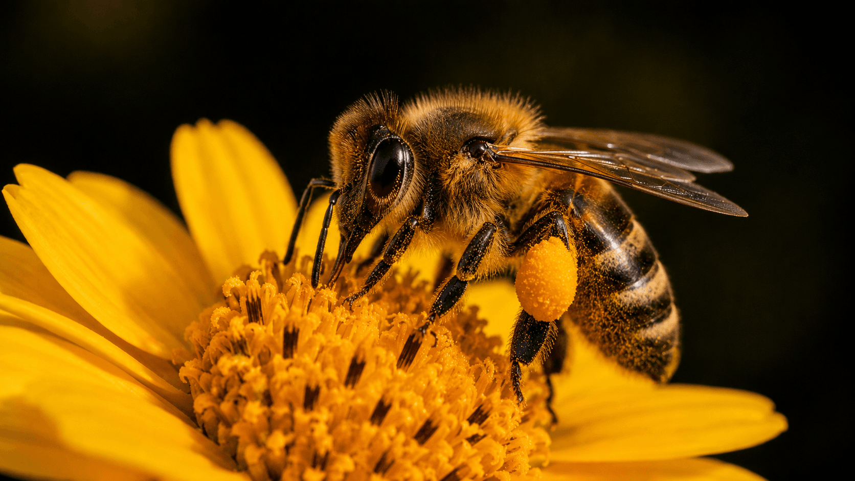 bee pollen