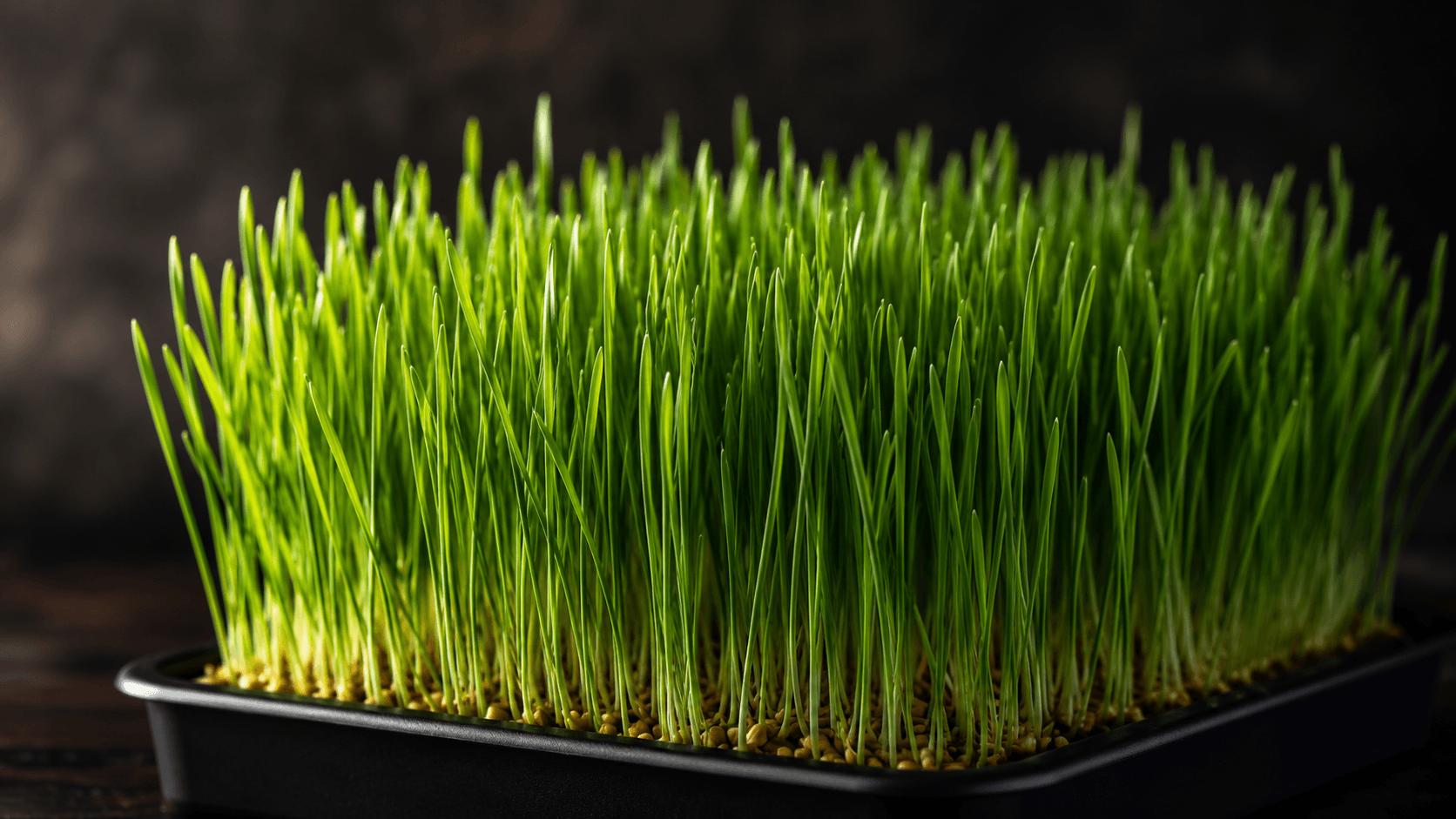 wheatgrass