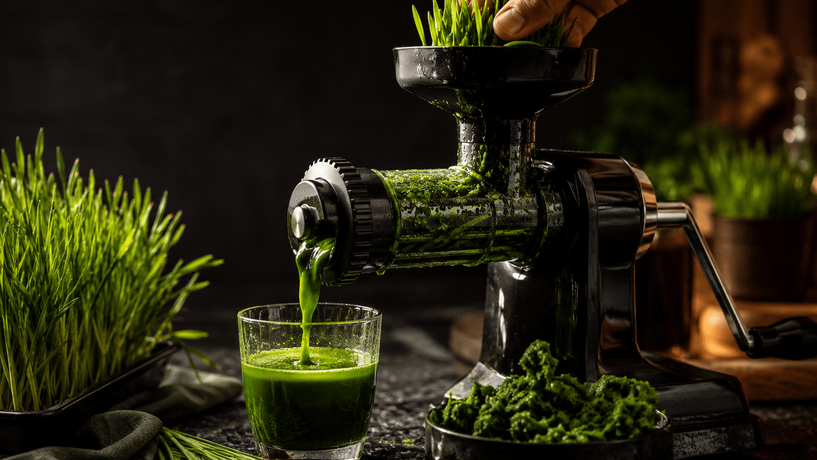 wheatgrass